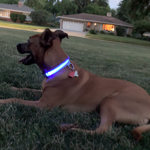 LED Dog Collar - Blue - Amazing Pups